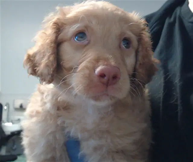 Winifred - Golden Retriever