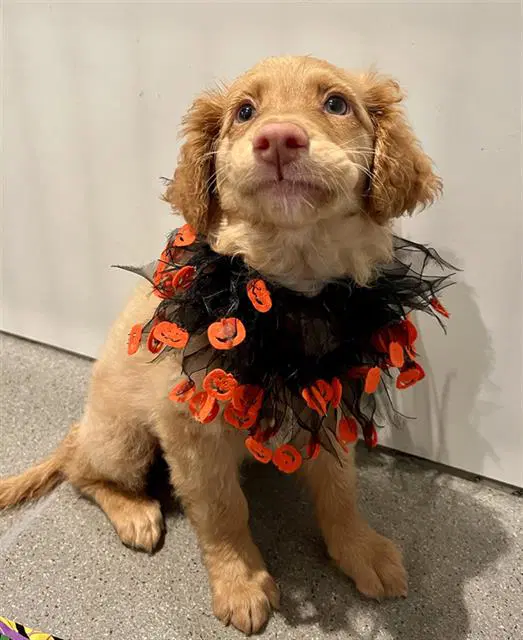 Winifred - Golden Retriever