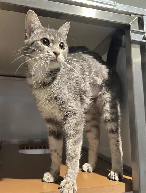 Hazel - Domestic Short Hair