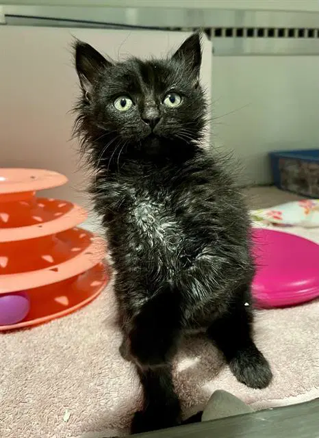 Isadora - Domestic Medium Hair