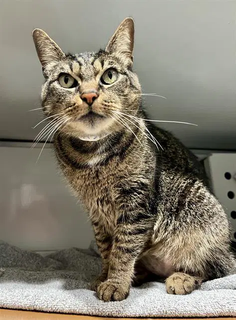 Nami - Domestic Medium Hair