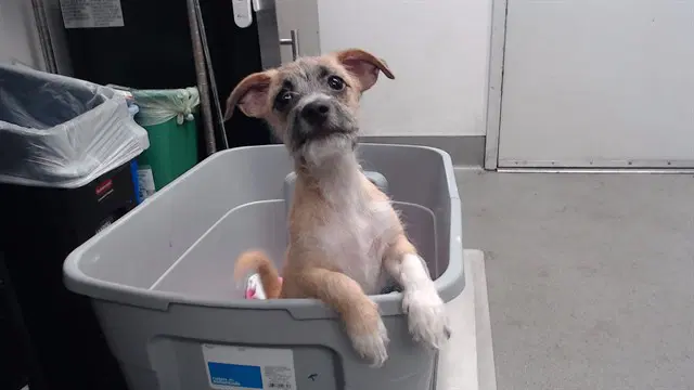 Fergus - Jack Russell Terrier (Parson Russell Terrier)