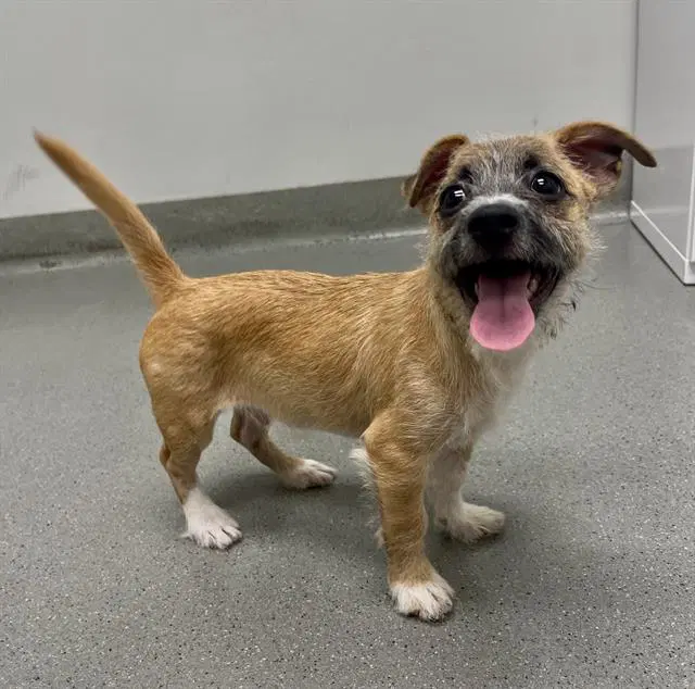 Fergus - Jack Russell Terrier (Parson Russell Terrier)