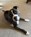 adoptable Dog in  named MISS WILLOW