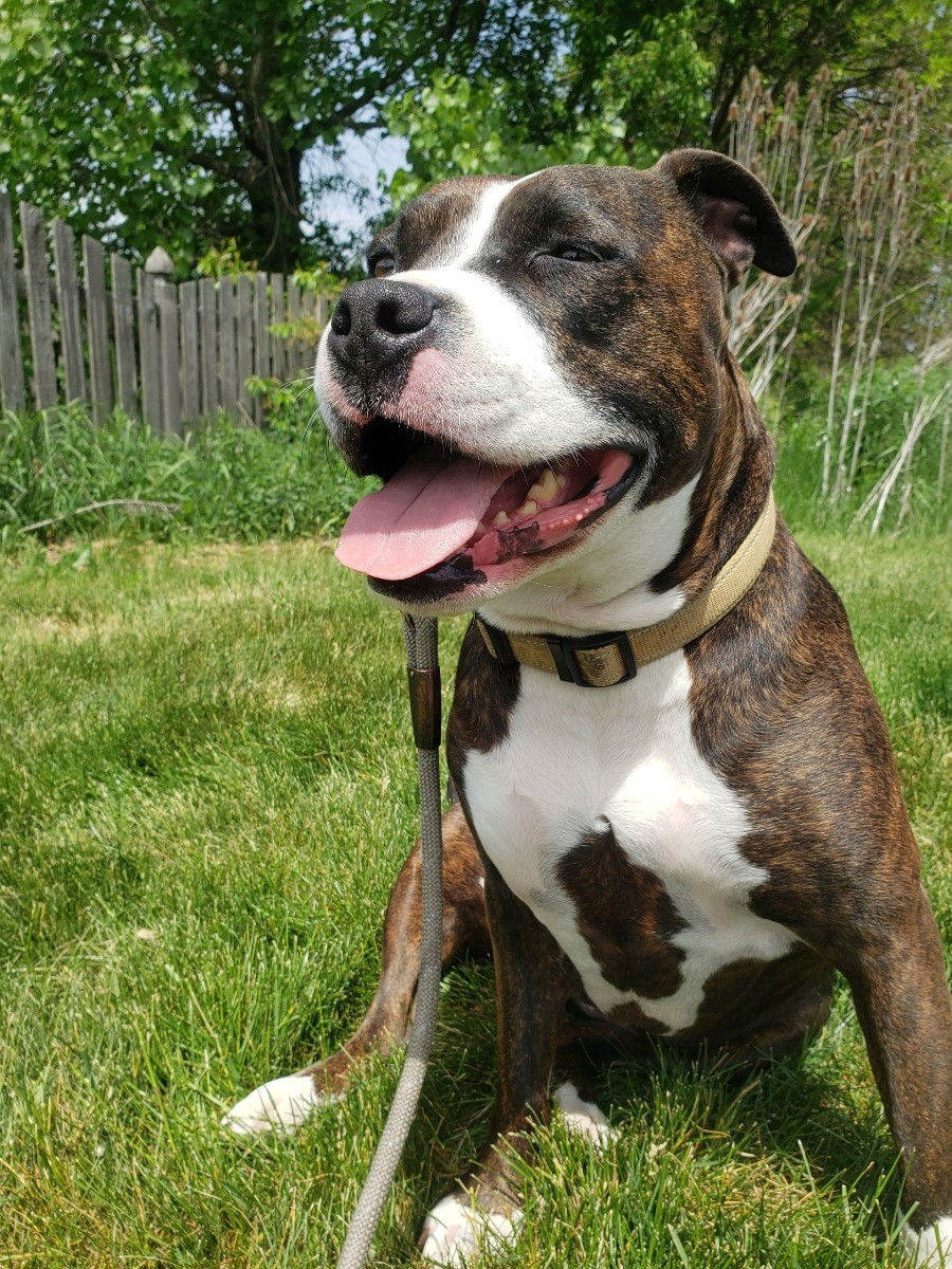 adoptable Dog in Westmont, IL named WILLOW