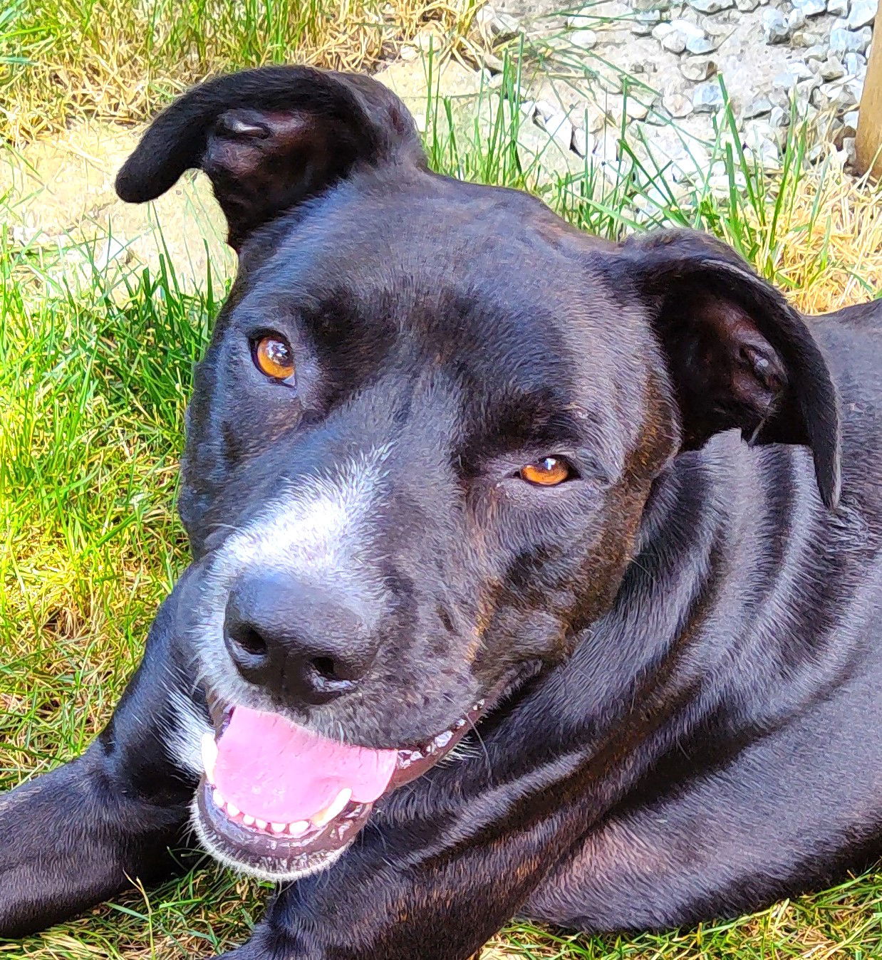 adoptable Dog in Westmont, IL named RALPH