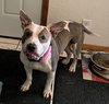 DIXIE - Photo 4