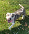DIXIE - Photo 1