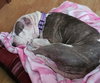 DIXIE - Photo 5
