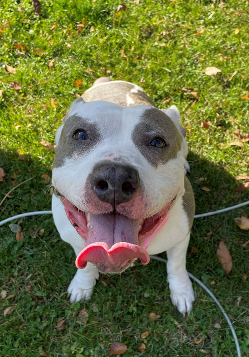 DIXIE - Pit Bull Terrier available for adoption