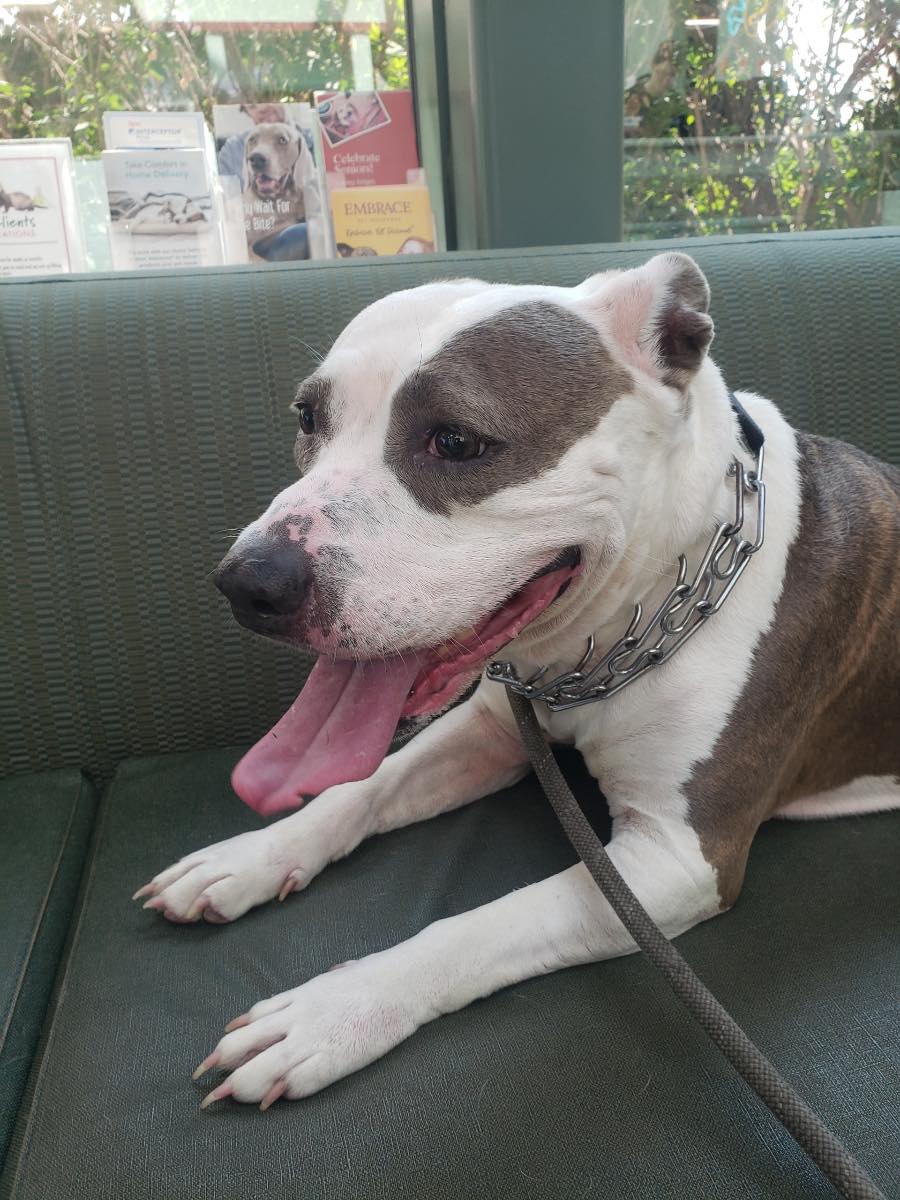 adoptable Dog in Westmont, IL named DIXIE