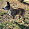 adoptable Dog in  named ELLIE