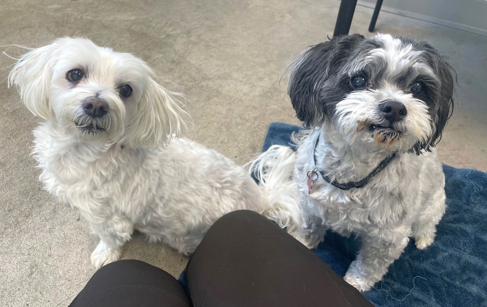 Dog for Adoption - MIA & Gabe, a Maltese in Bellwood, IL | Alpha Paw