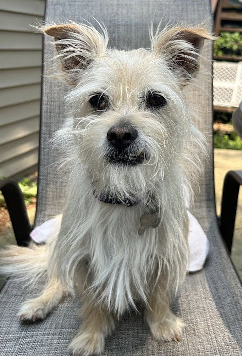 picture of the dog needing adoption
