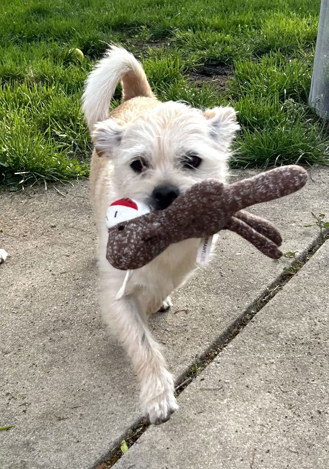 adoptable Dog in Westmont, IL named KIMBO