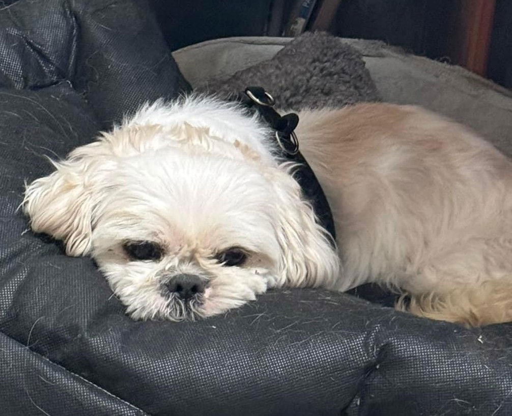 Dog for Adoption - FRANKIE & FUDDIE, a Shih Tzu in Hobart, IN | Alpha Paw