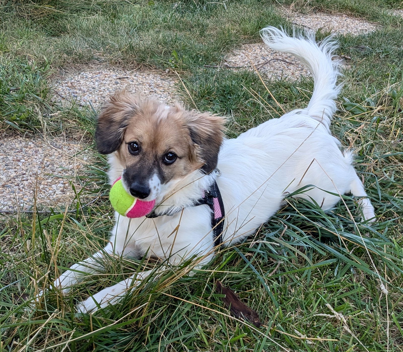 adoptable Dog in Westmont, IL named DELILAH