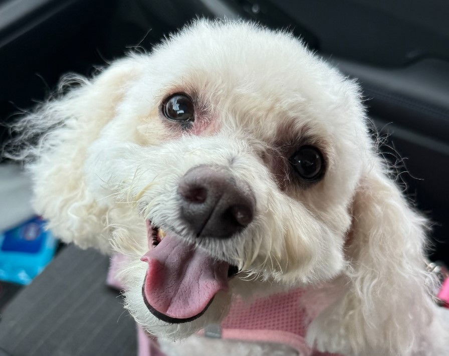 adoptable Dog in Westmont, IL named GINGER