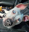 LEXIE - Photo 1