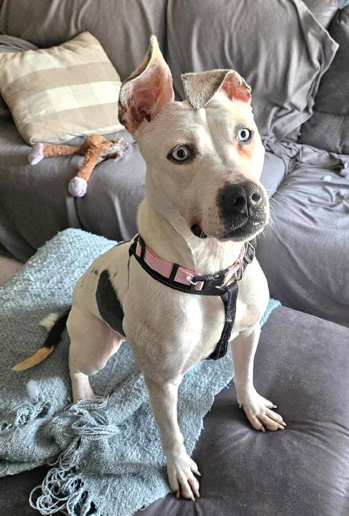 LEXIE - American Pit Bull Terrier / Dalmatian available for adoption