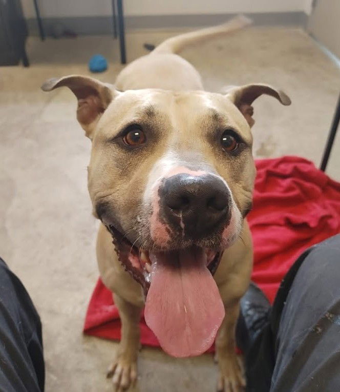 adoptable Dog in Westmont, IL named LOUIE