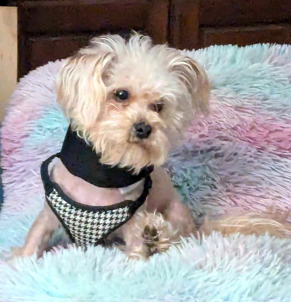 adoptable Dog in Westmont, IL named TEDDY