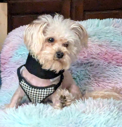 TEDDY - Maltese / Yorkshire Terrier Yorkie available for adoption