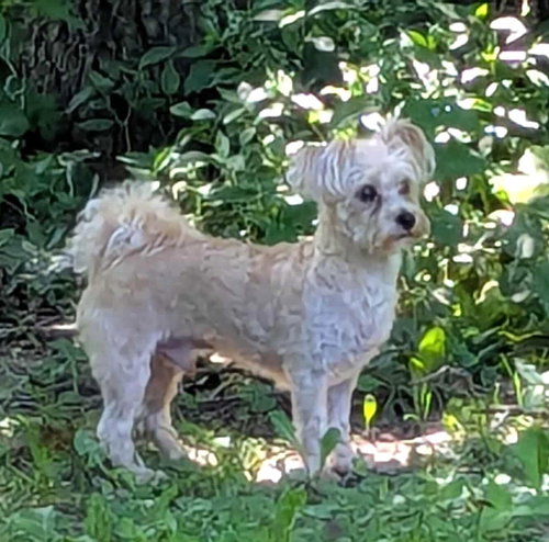 TEDDY - Maltese / Yorkshire Terrier Yorkie available for adoption