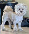 TEDDY - Photo 4