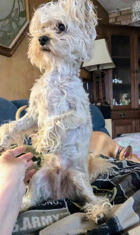 TEDDY