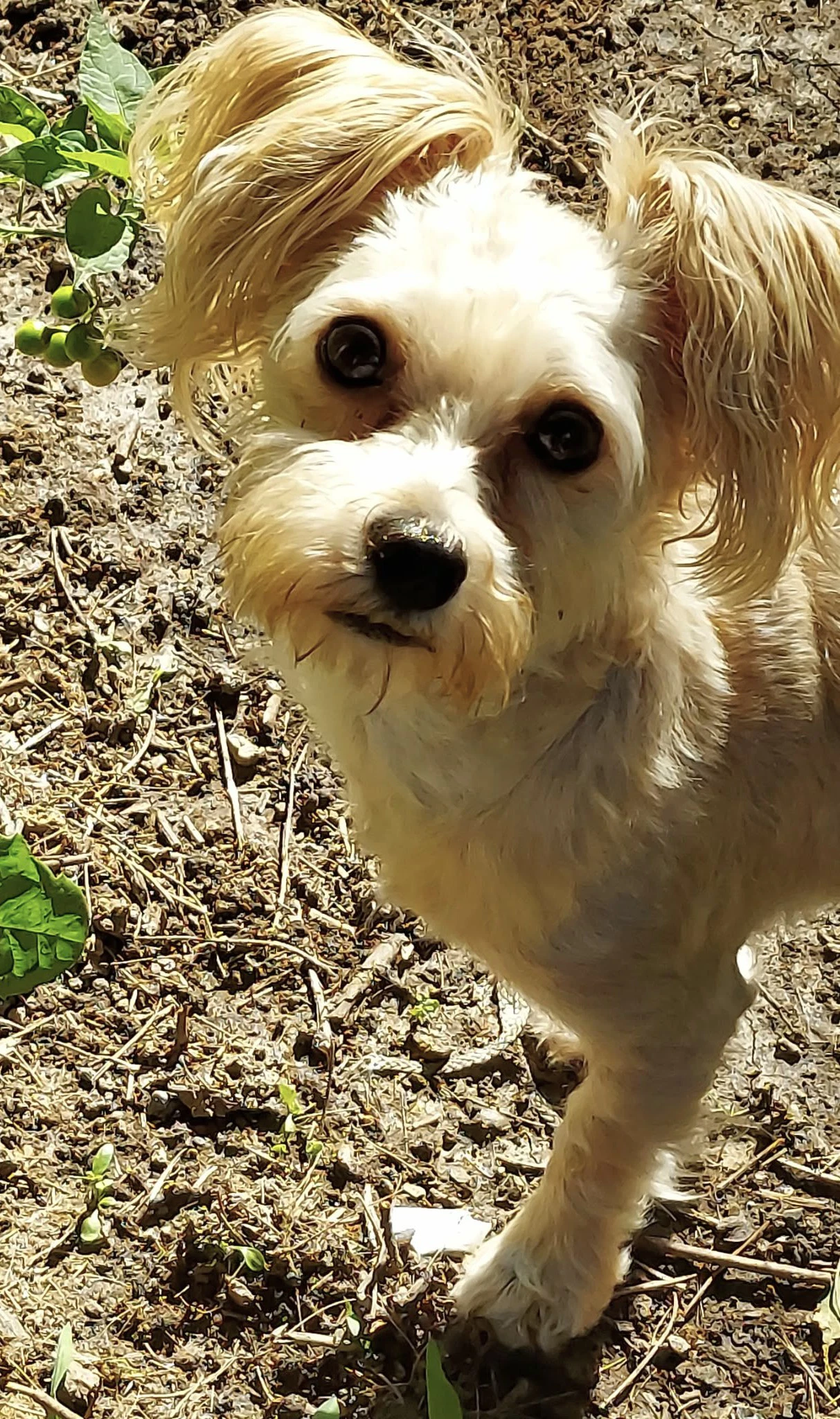 Teddy
