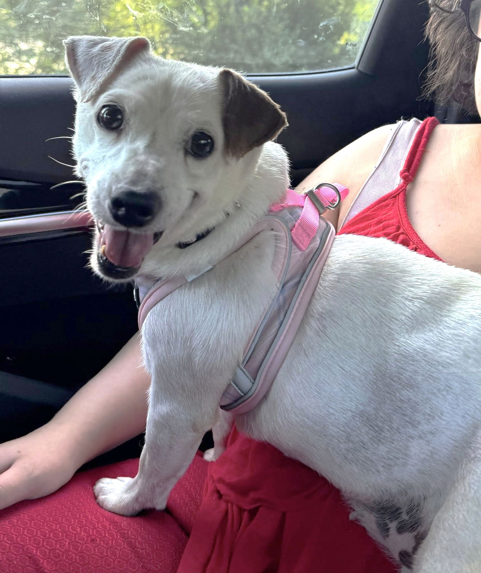 adoptable Dog in Westmont, IL named MAGGIE