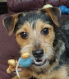 adoptable Dog in , IL named HERSHEY