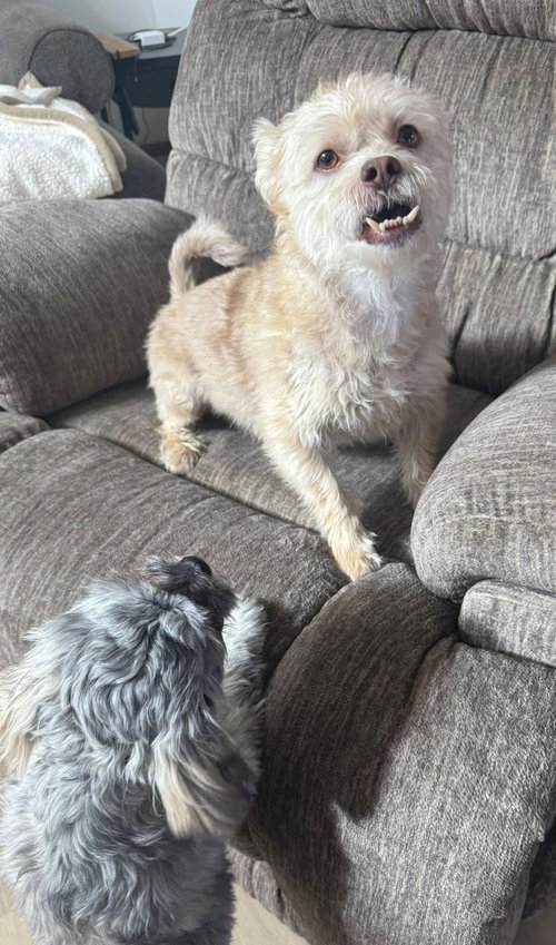 MILOE - Shih Tzu available for adoption
