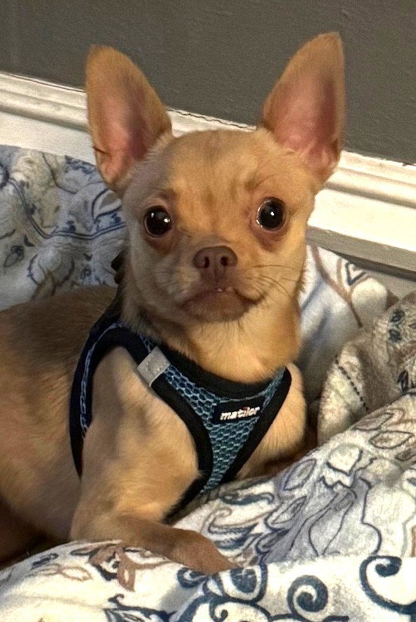 BUGSY