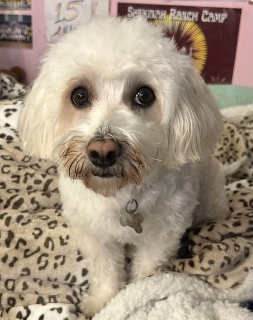 BONNIE, an adoptable Maltese in Westmont, IL