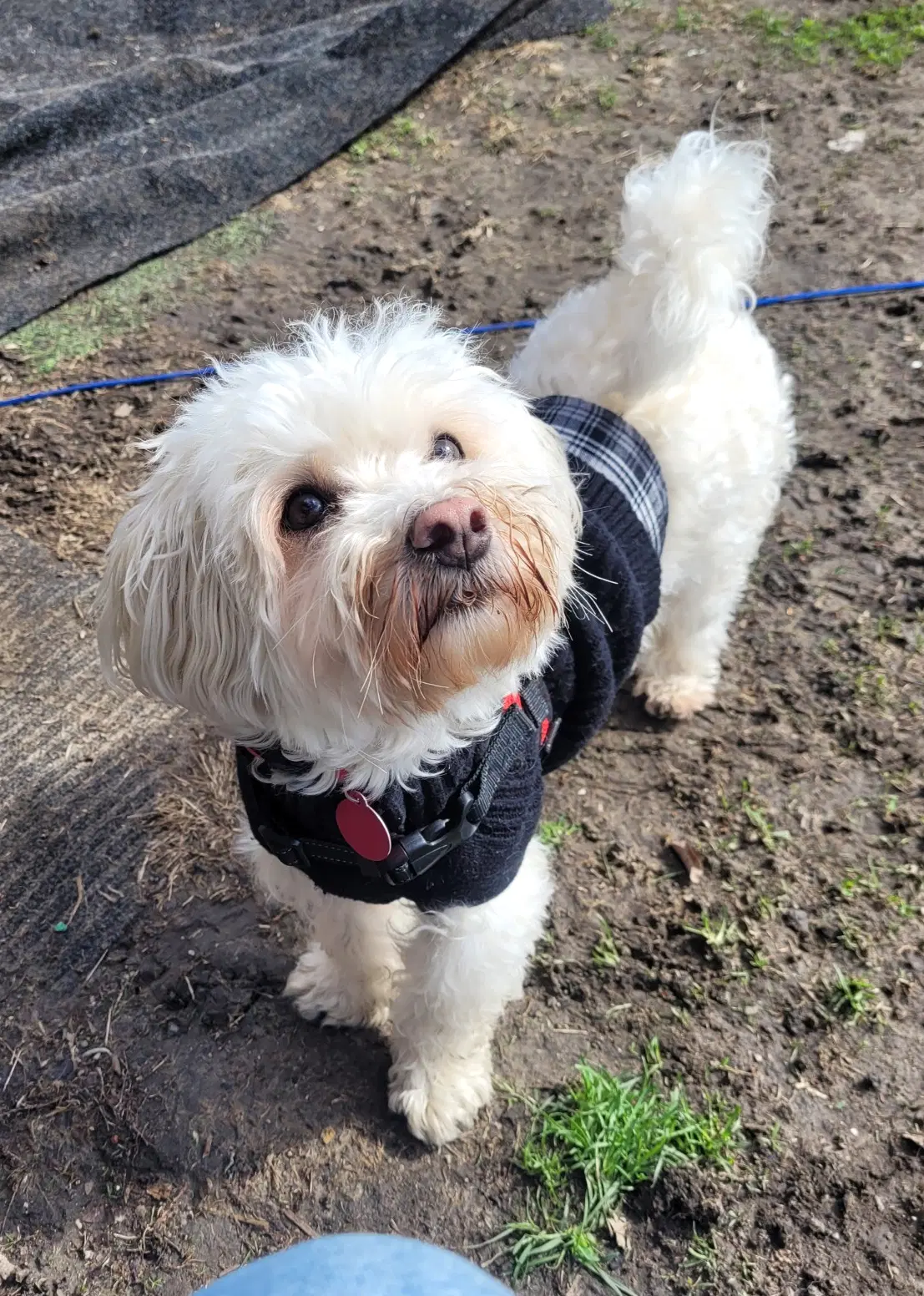 Bonnie - Maltese