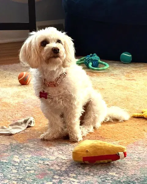 Bonnie image 2