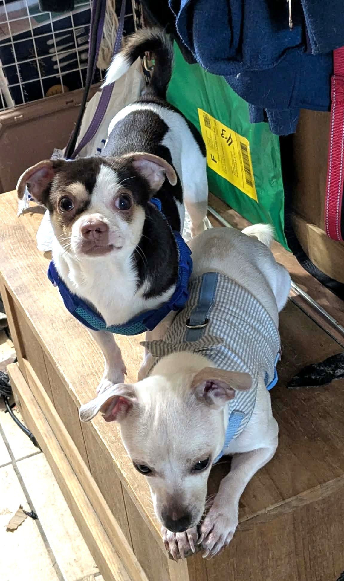 SHORTY & BLANCO