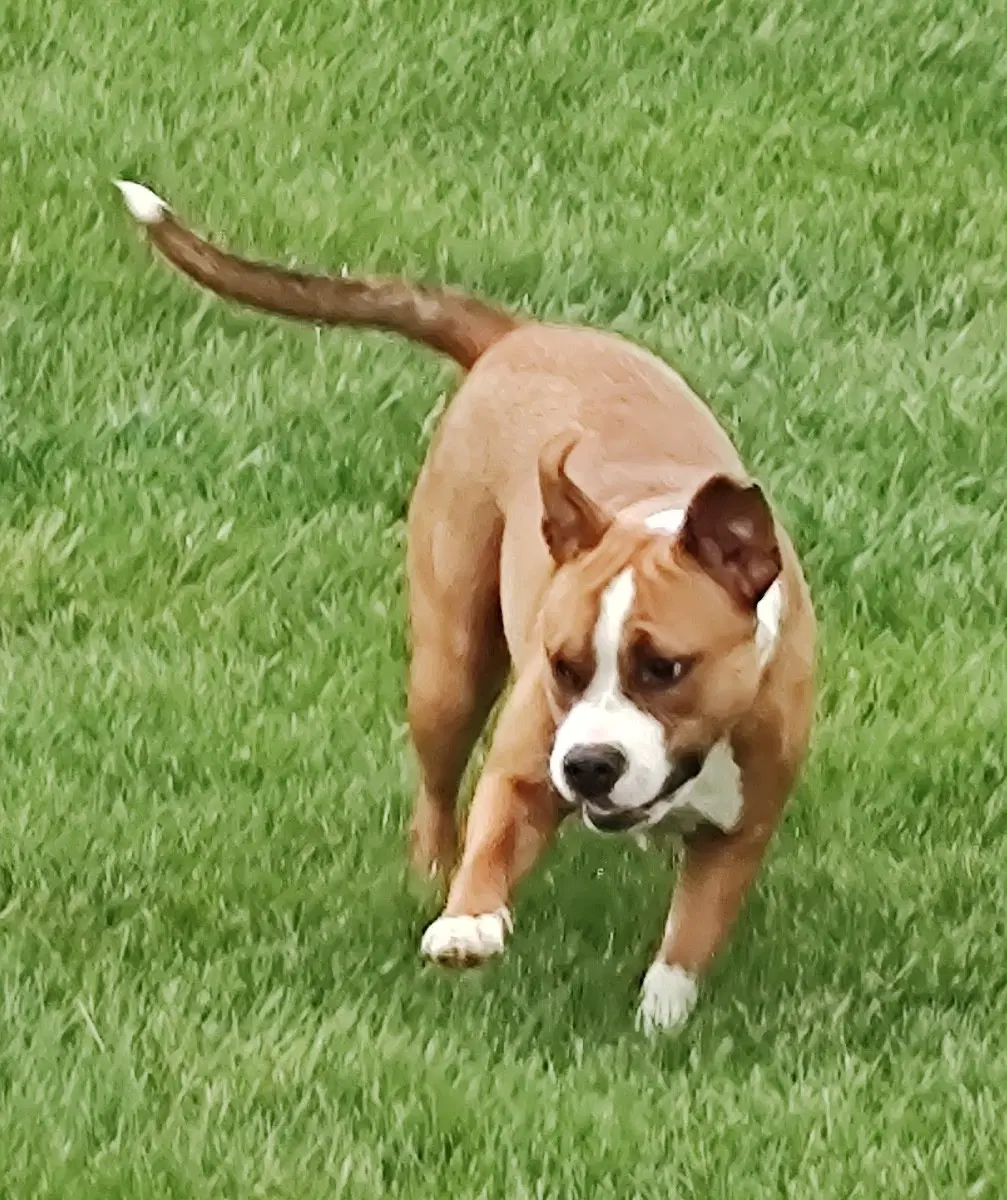 Fergie-Faye - Boxer