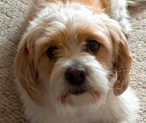 Sammy
