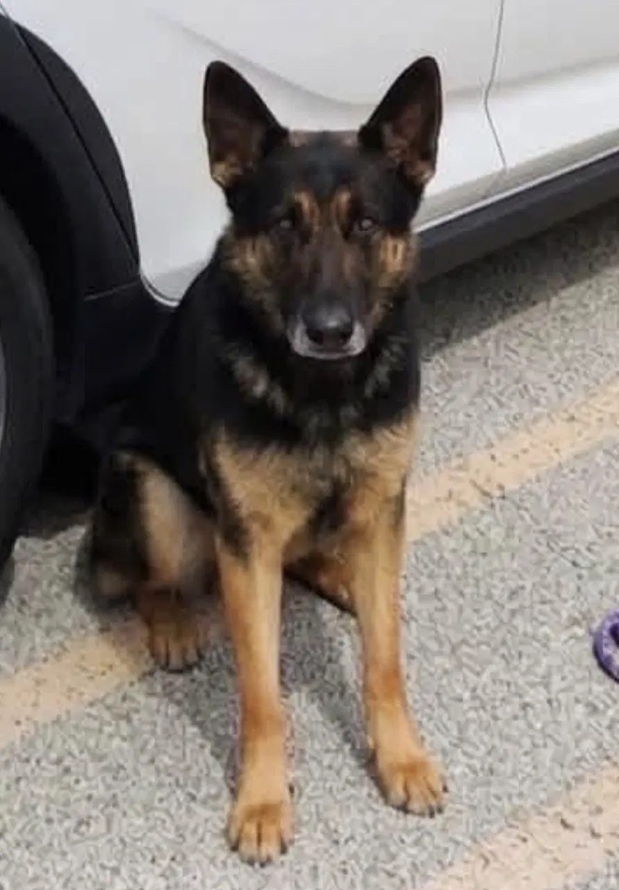 Bruno image 2
