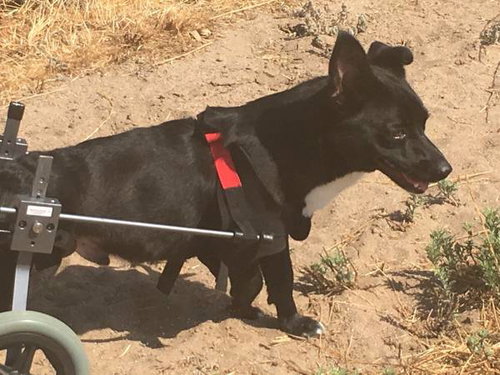 MAUI - Labrador Retriever / Shepherd available for adoption
