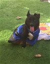 adoptable Dog in ramona, CA named Maui