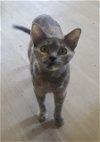 adoptable Cat in  named Sally