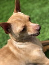 Charlie - Photo 2