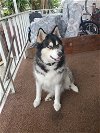 adoptable Dog in ramona, CA named Titan