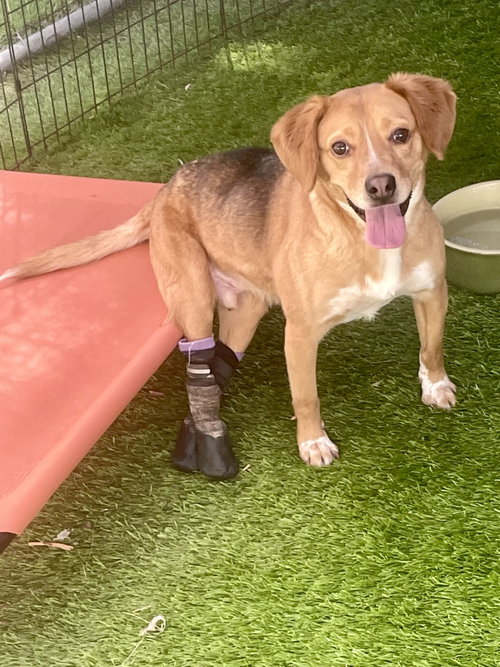 COLBY - Beagle / Spaniel available for adoption