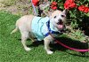 adoptable Dog in winchester, CA named Pogo