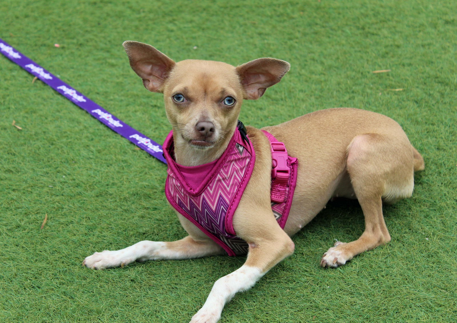 adoptable Dog in Ramona, CA named Honey